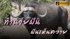 ฝันเห็นควาย